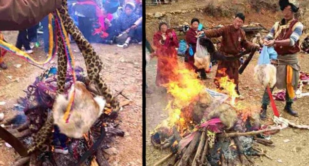 为杜绝捕杀野生动物西藏东部迪庆县藏人焚烧动物皮毛服饰