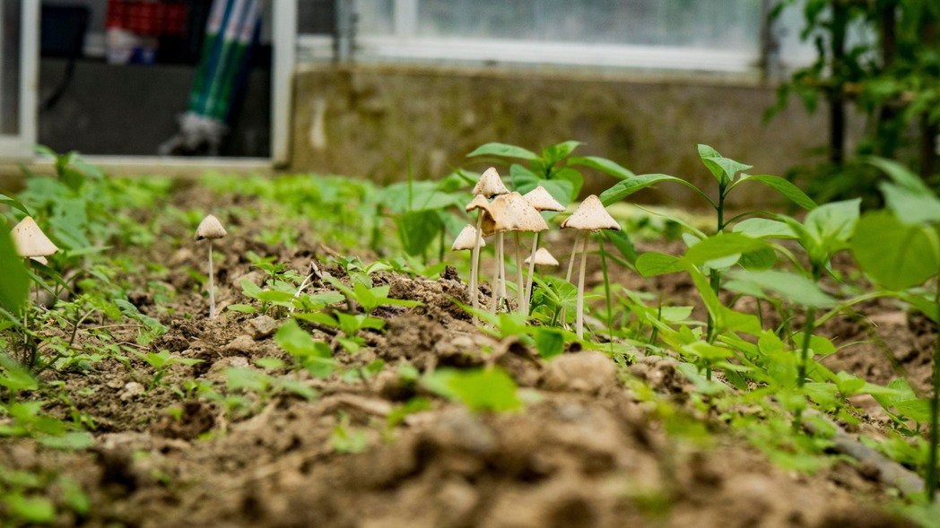 已经正式开始种植蔬菜将近四个月的温室，野生的蘑菇似乎比蔬菜的生长情况好得多   © 尹雯慧　
